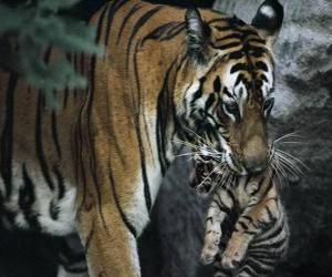 Puzzle Tigre μεταφέρουν το μωρό της